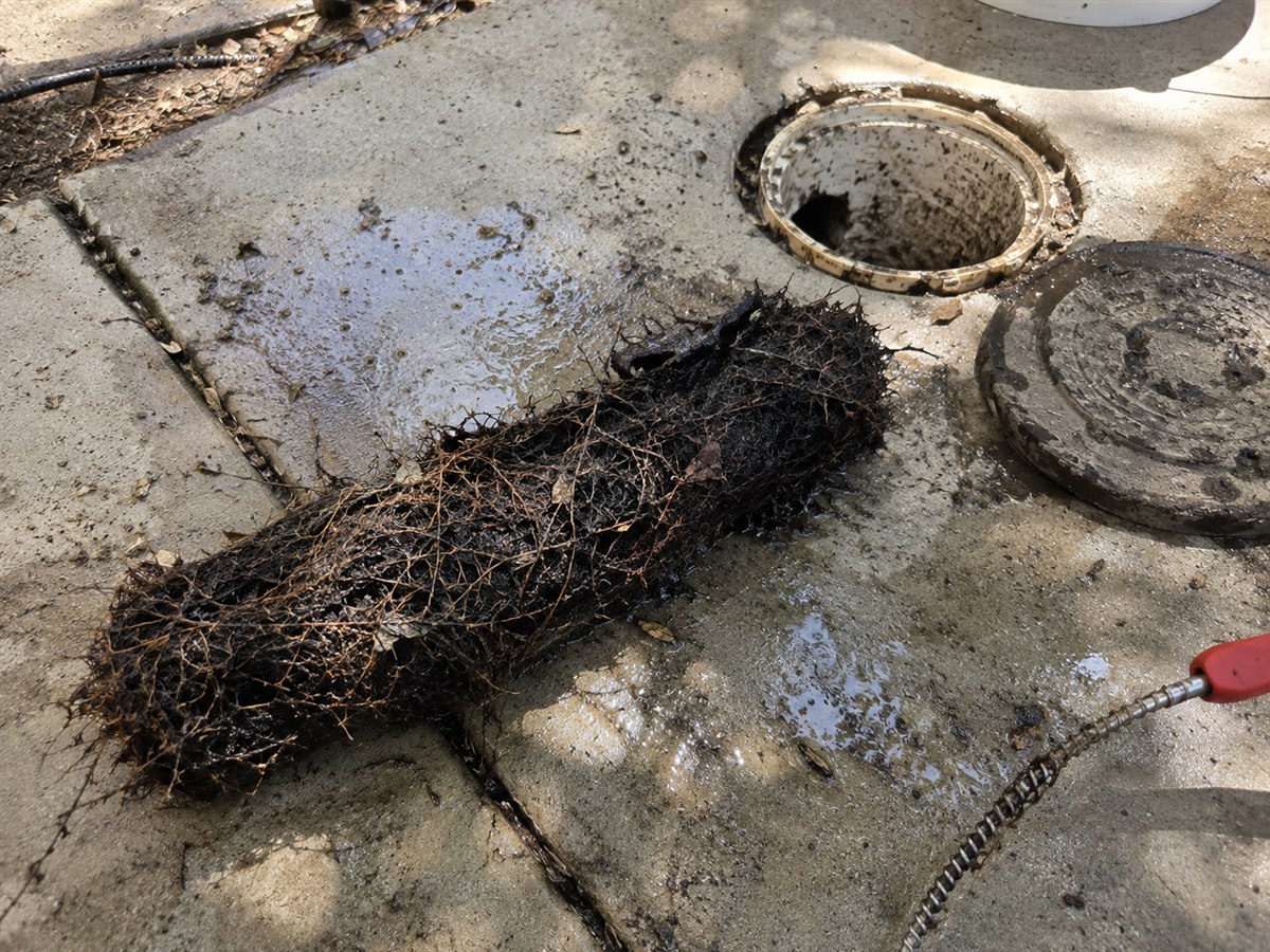 Root intrusion, what a root mass pulled out of a line looks like.