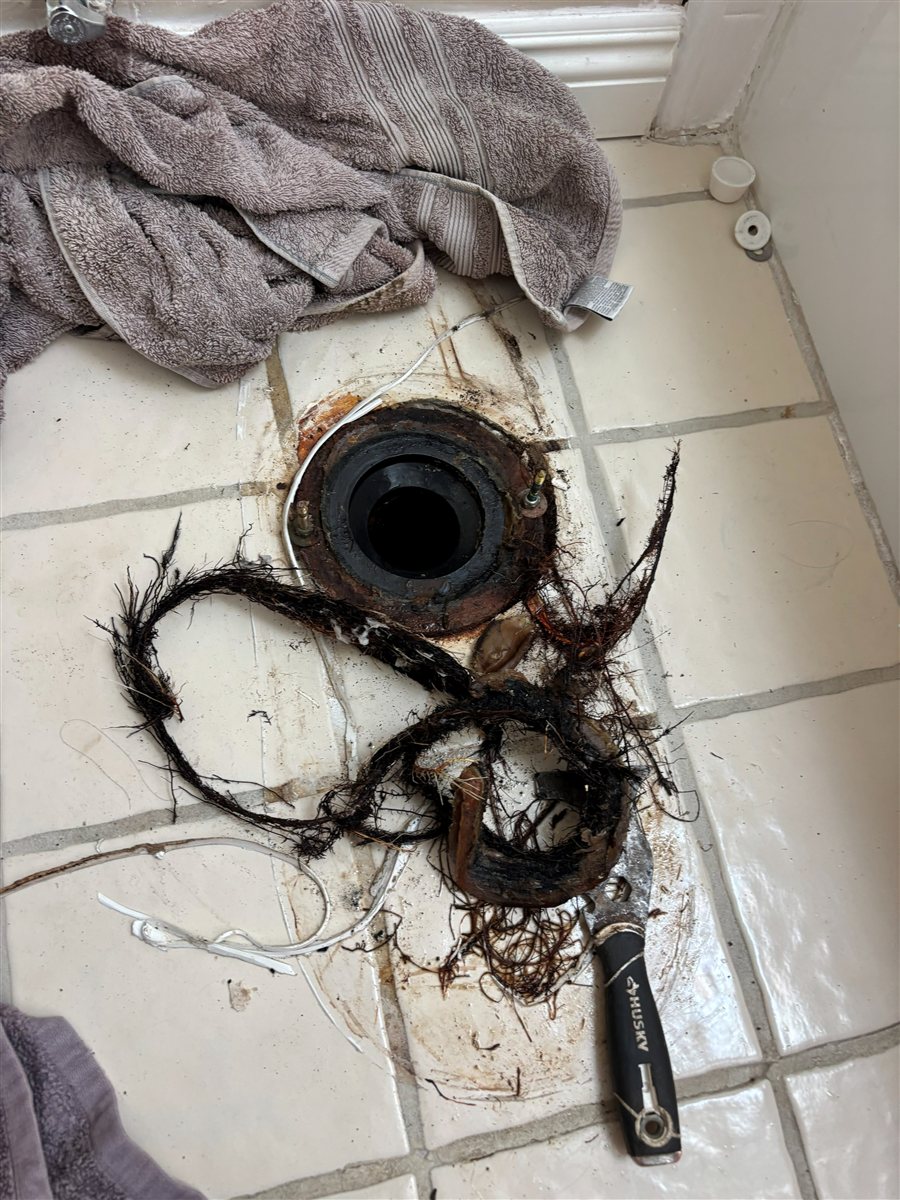 Roots pulled from a drain line.